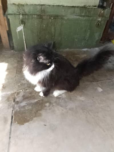 cat female