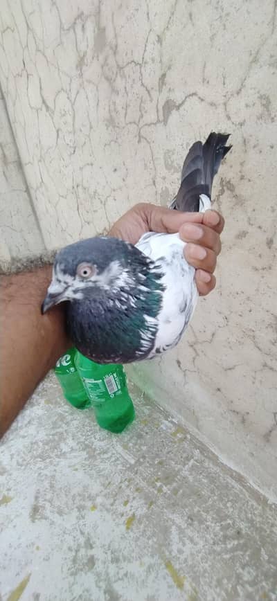 salara Teddy  joher for sale
