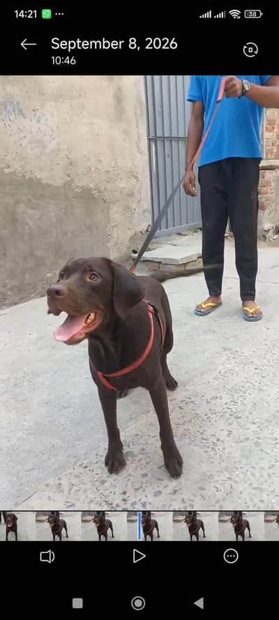 Chocolate Labrador Breeder Female