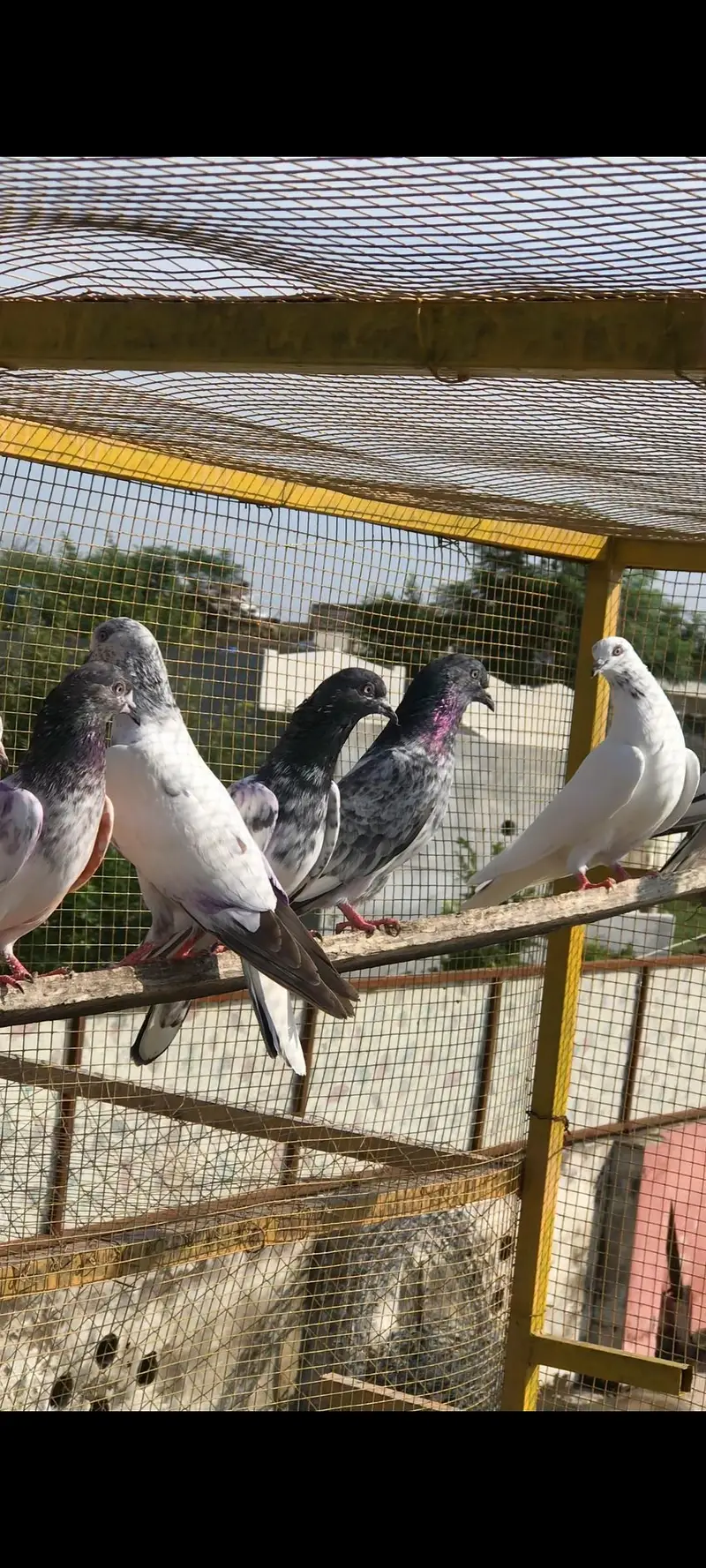 parvaazi kabootar 500 paar — photo 6