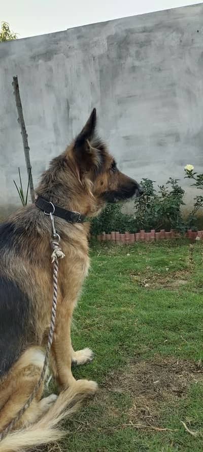 German shepherd dog female