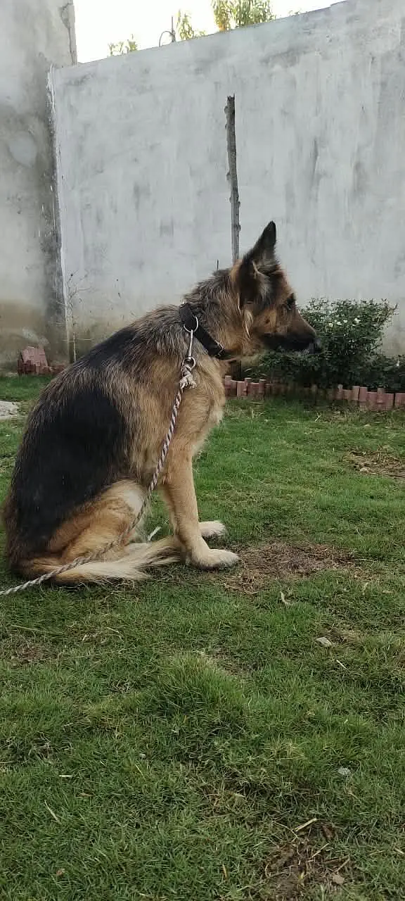 German shepherd dog female — photo 2