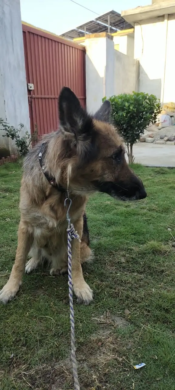 German shepherd dog female — photo 3