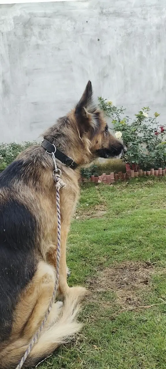 German shepherd dog female — photo 4