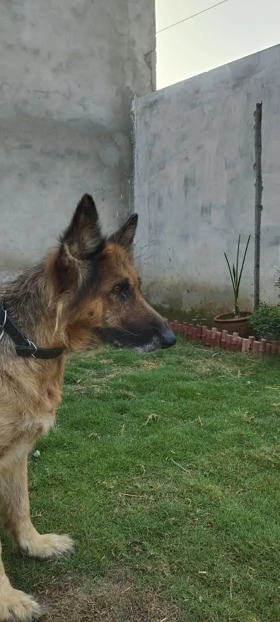 German shepherd dog female — photo 5
