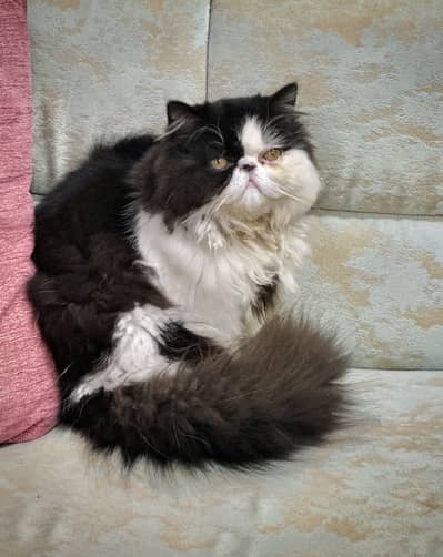 HIGH QUALITY PEKE CFA LINE PAIR.