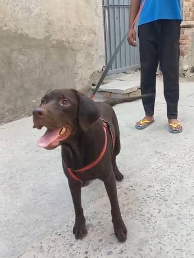 Chocolate Labrador Breeder Female