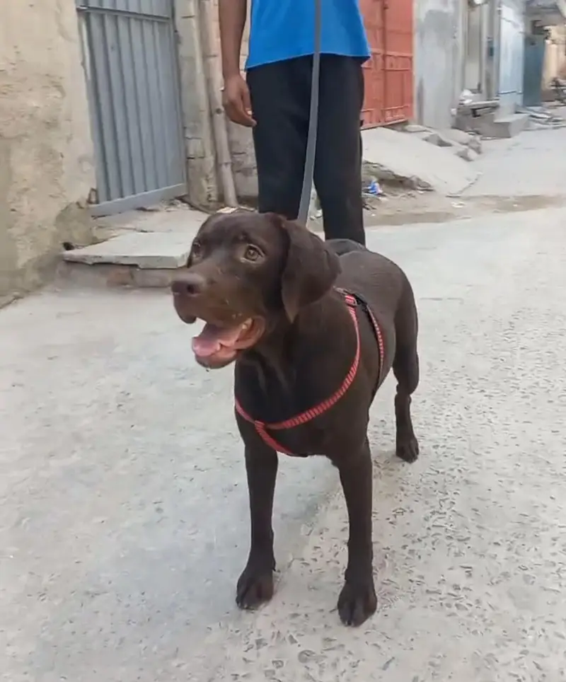 Chocolate Labrador Breeder Female — photo 2