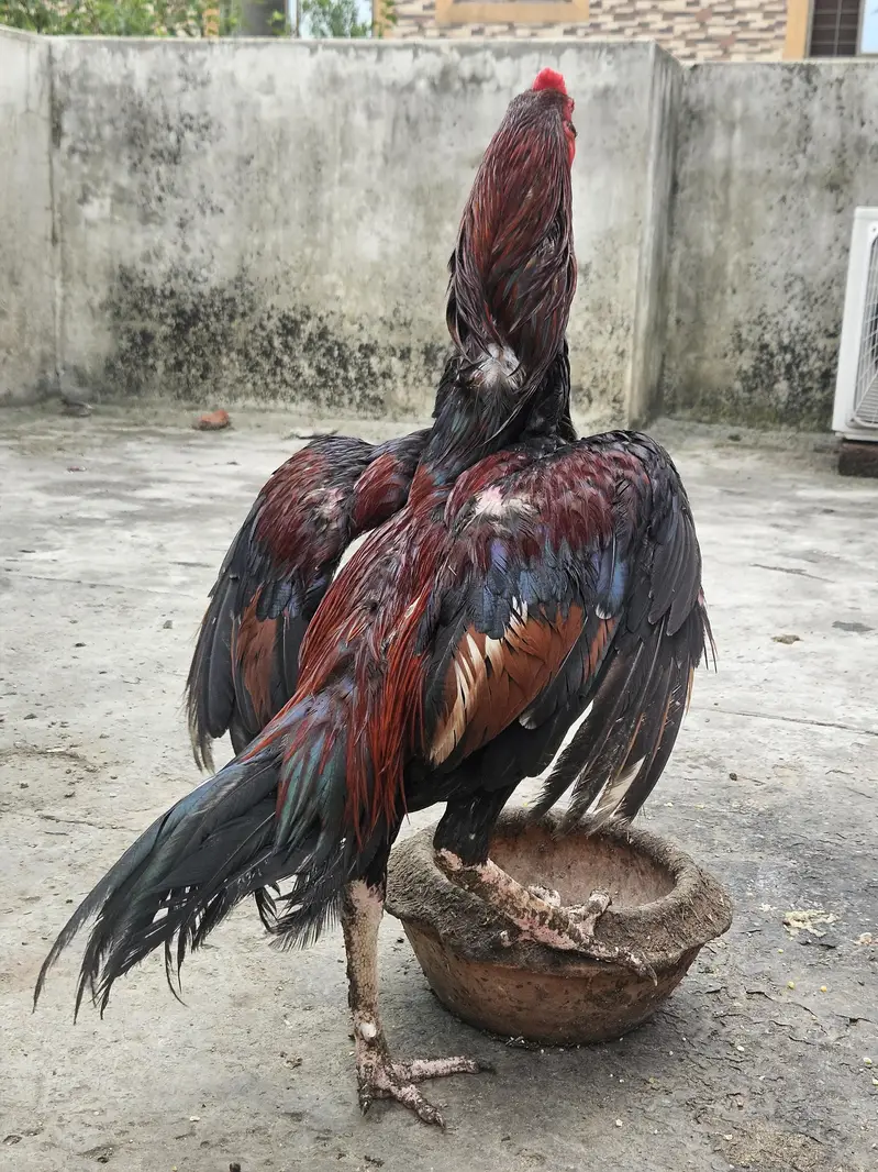 Aseel Pair or 6 pathy achi Quality valy birds — photo 4