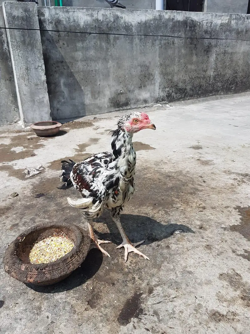 Aseel Pair or 6 pathy achi Quality valy birds — photo 6