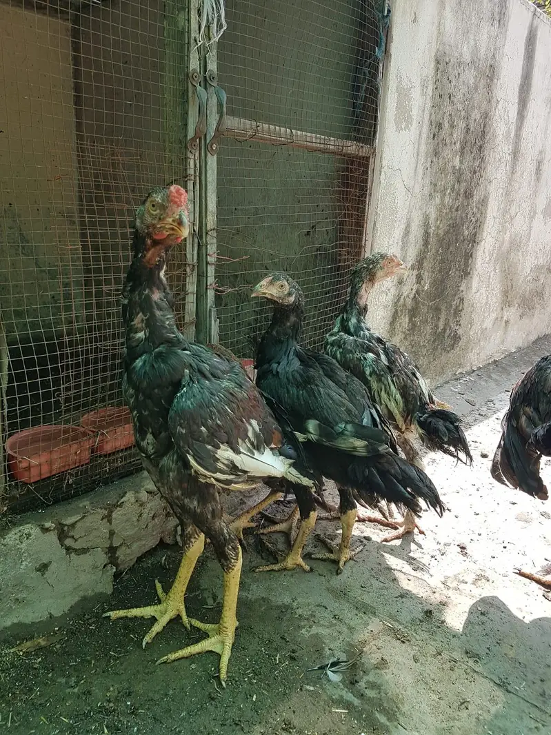 Aseel Pair or 6 pathy achi Quality valy birds — photo 7