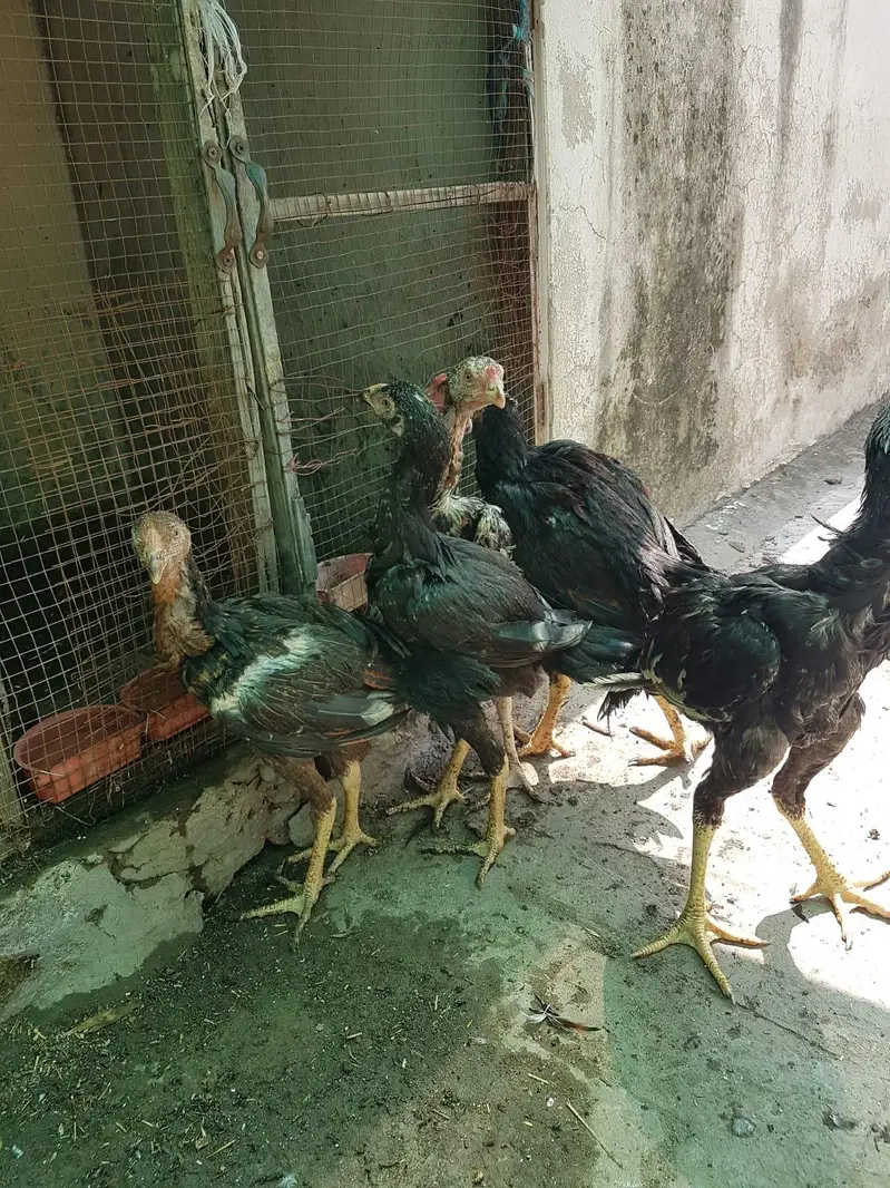 Aseel Pair or 6 pathy achi Quality valy birds — photo 8