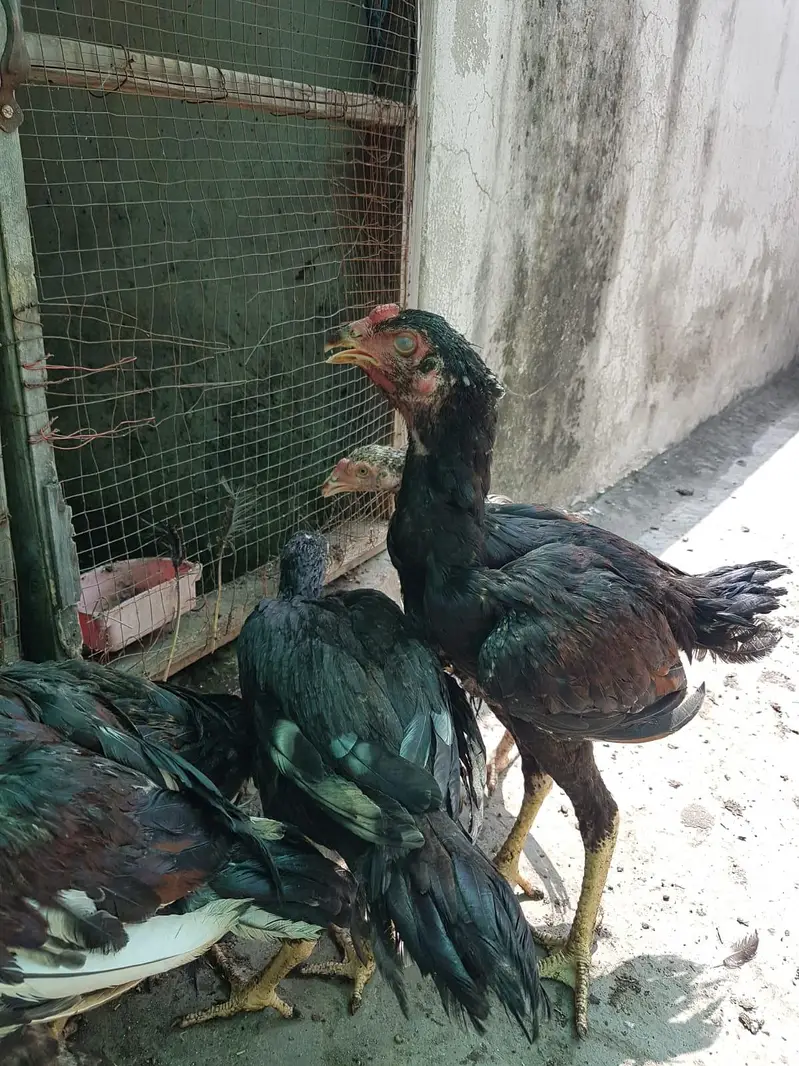 Aseel Pair or 6 pathy achi Quality valy birds — photo 9