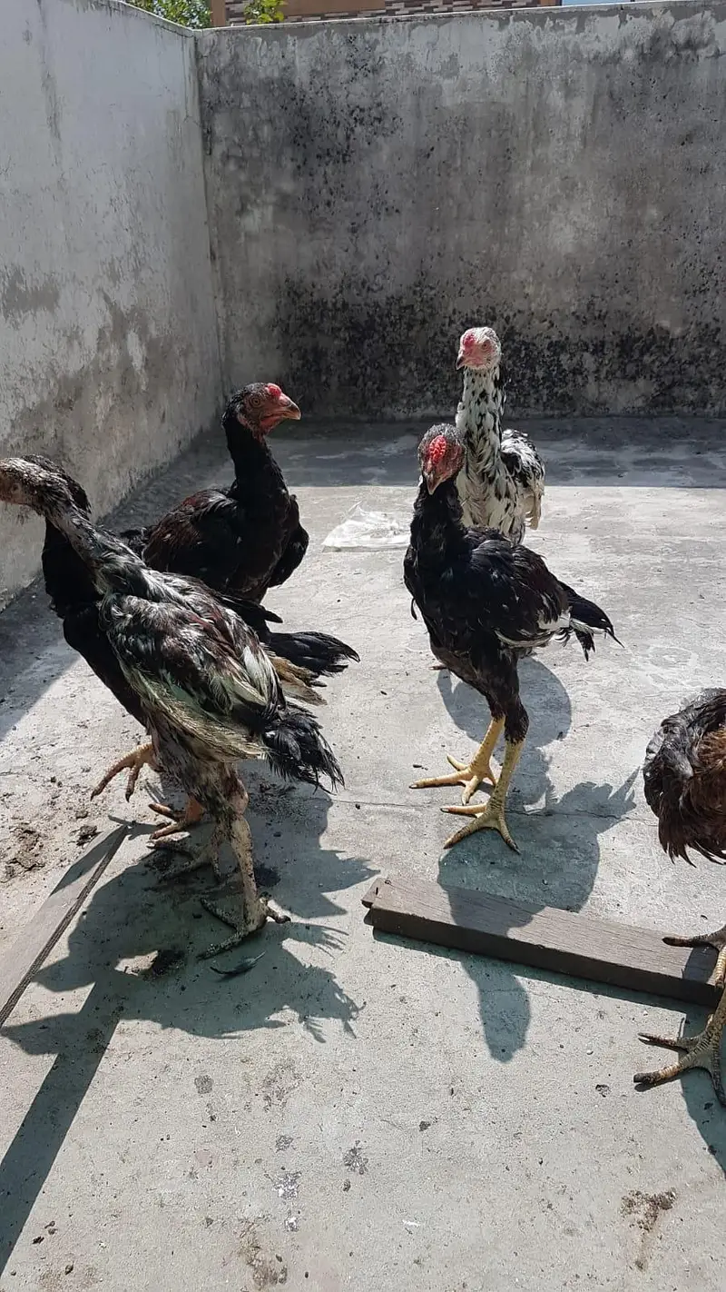 Aseel Pair or 6 pathy achi Quality valy birds — photo 10