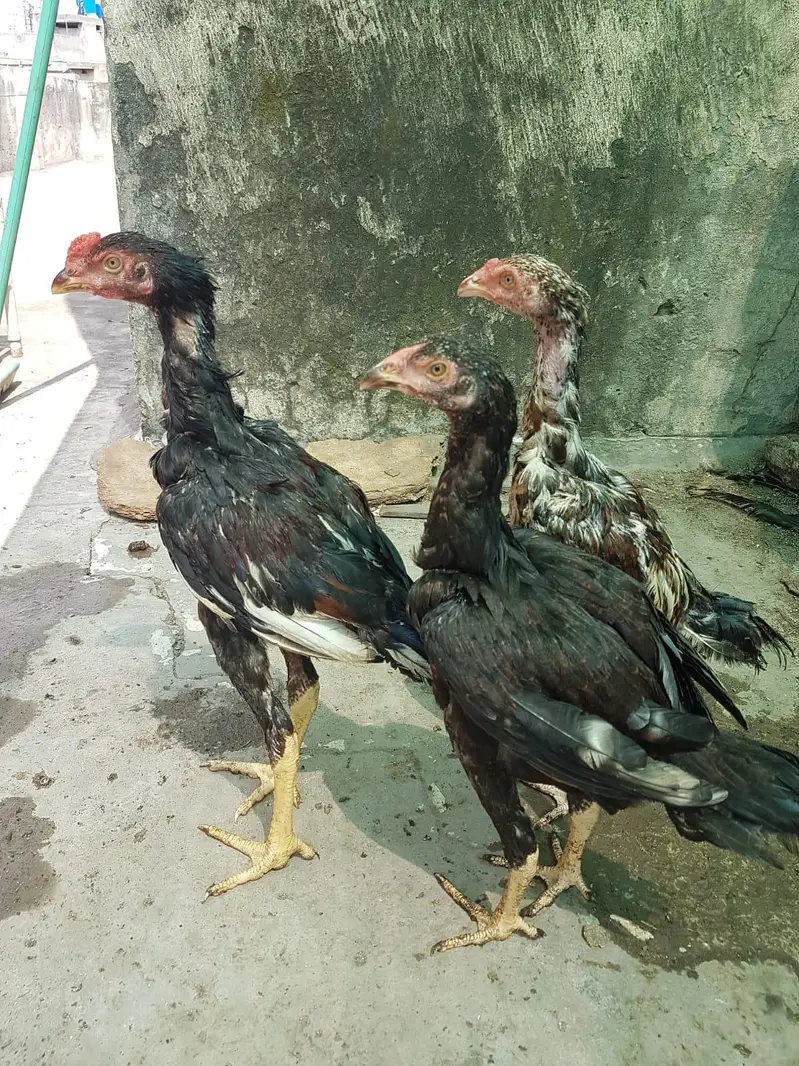 Aseel Pair or 6 pathy achi Quality valy birds — photo 11