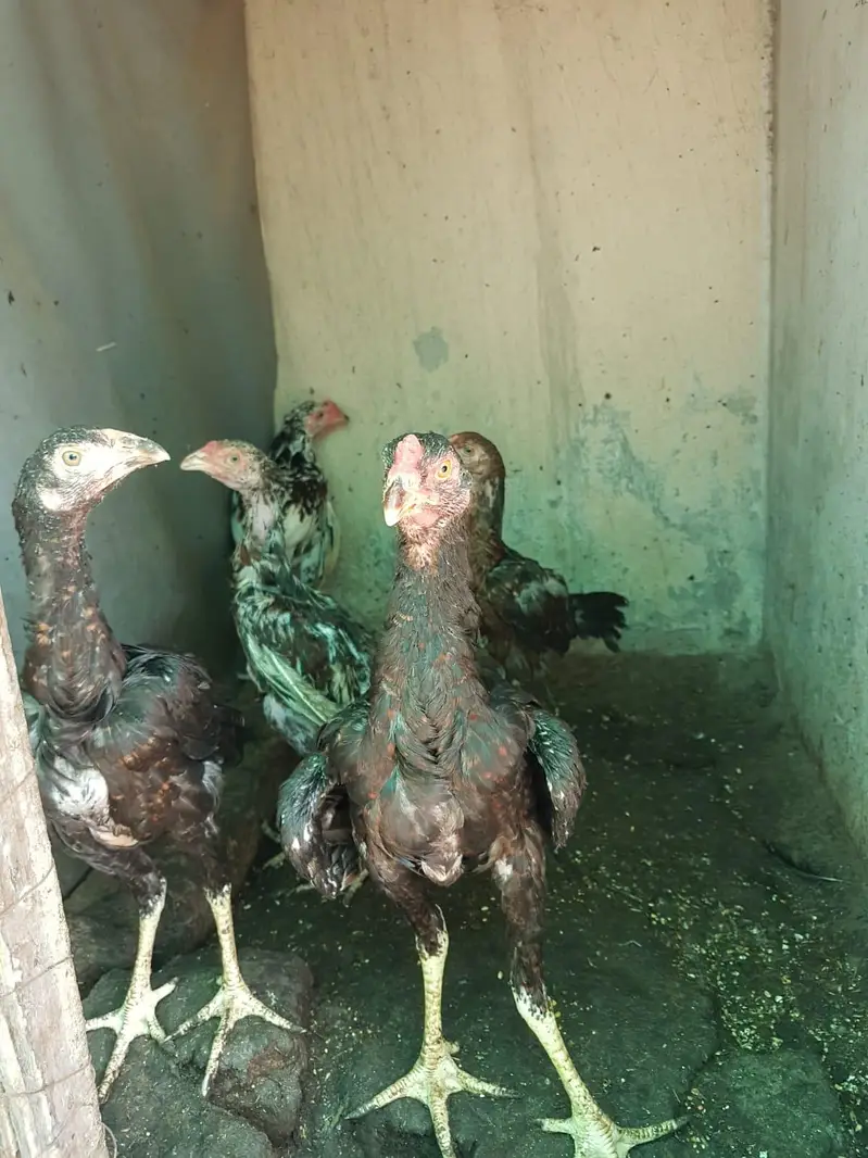 Aseel Pair or 6 pathy achi Quality valy birds — photo 12