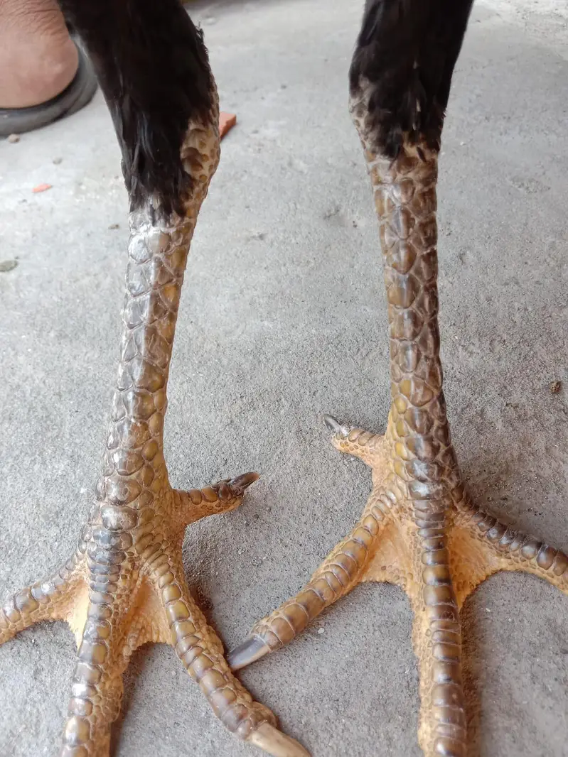 Thai vaitnaam Queens — photo 4