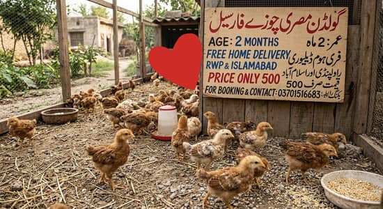 golden misri chicks for sale
