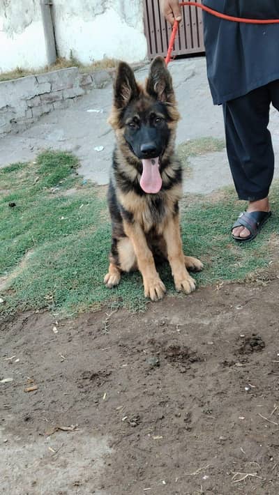 German shepherd