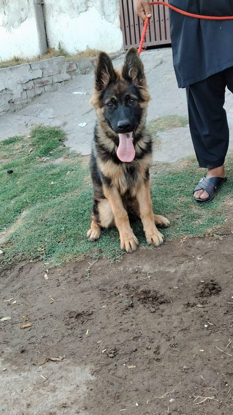 German shepherd 0