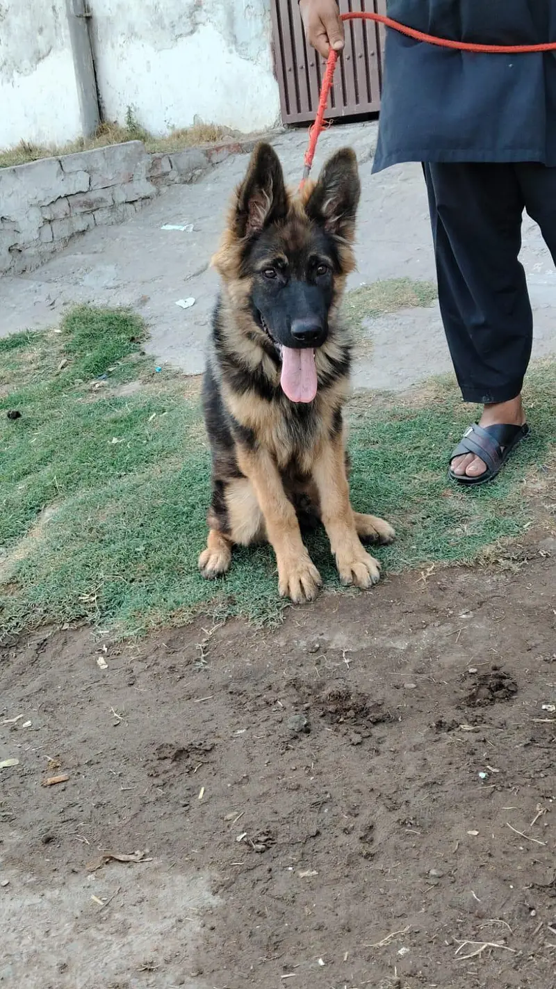 German shepherd — photo 2