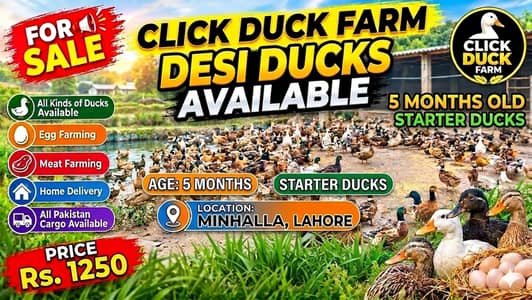 5 months starter ducks  healthy and active
