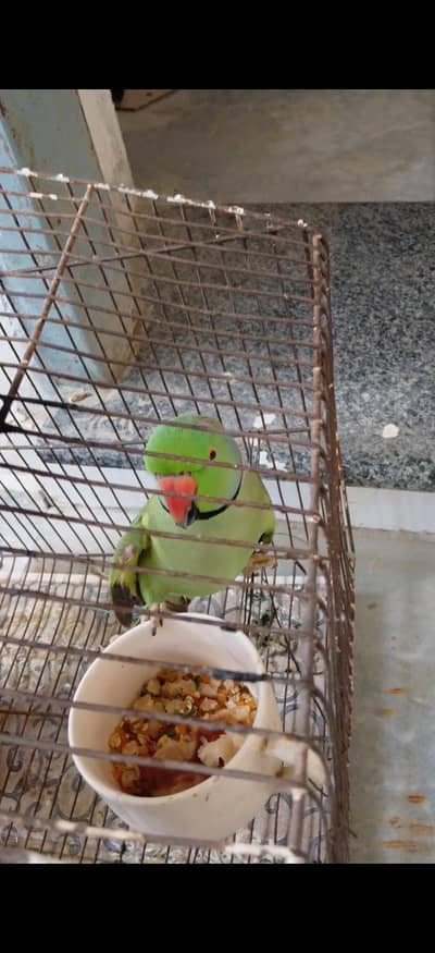 green parrot bolny Wala toota