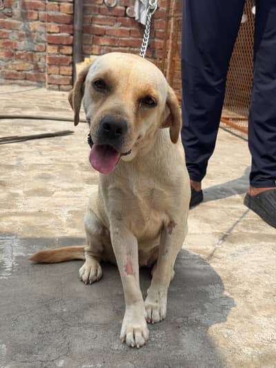 Labrador