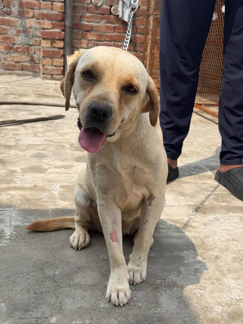 Labrador 0