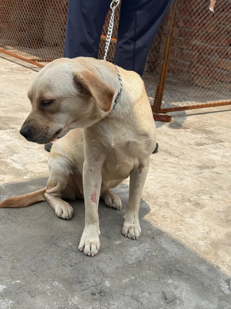 Labrador — photo 2