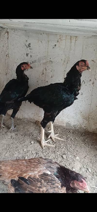 jet black mushka jora