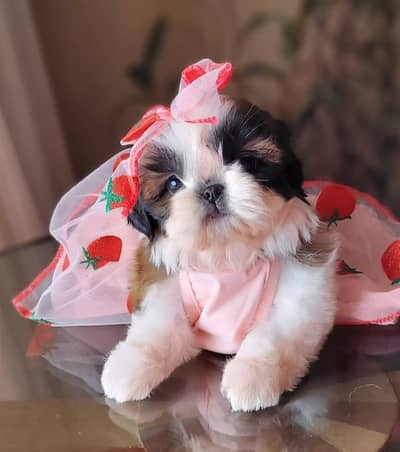 Shitzu Puppy | Shitzu Poodle Puppy | Shitzu Puppy For Sale