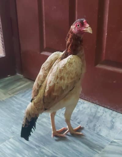 Aseel Hen