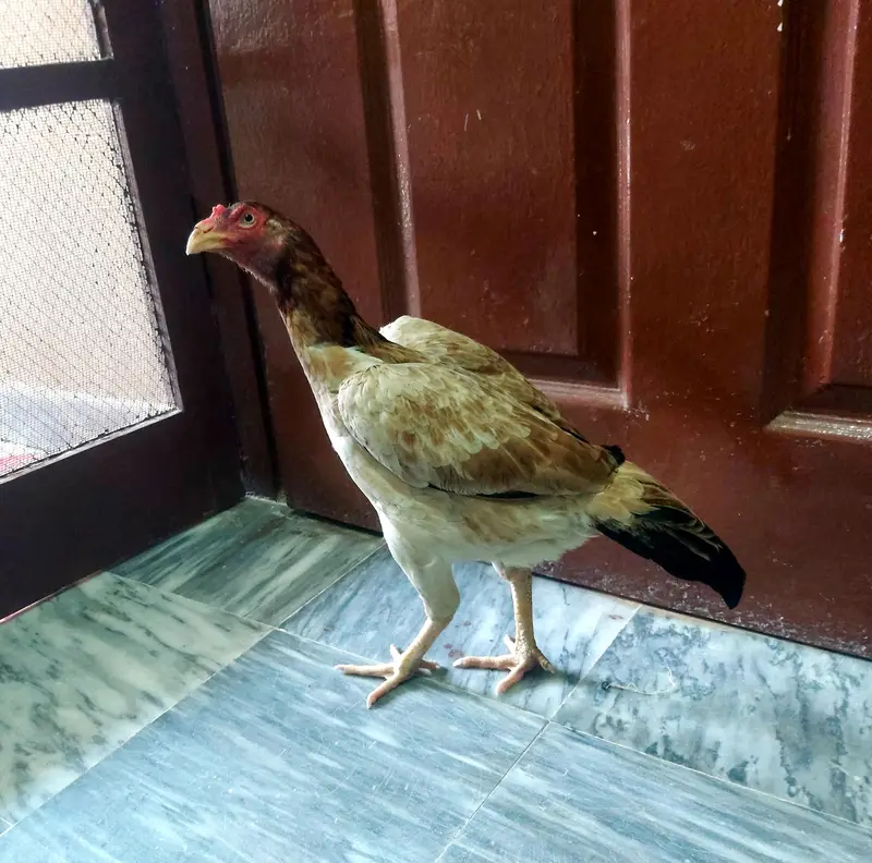 Aseel Hen — photo 2