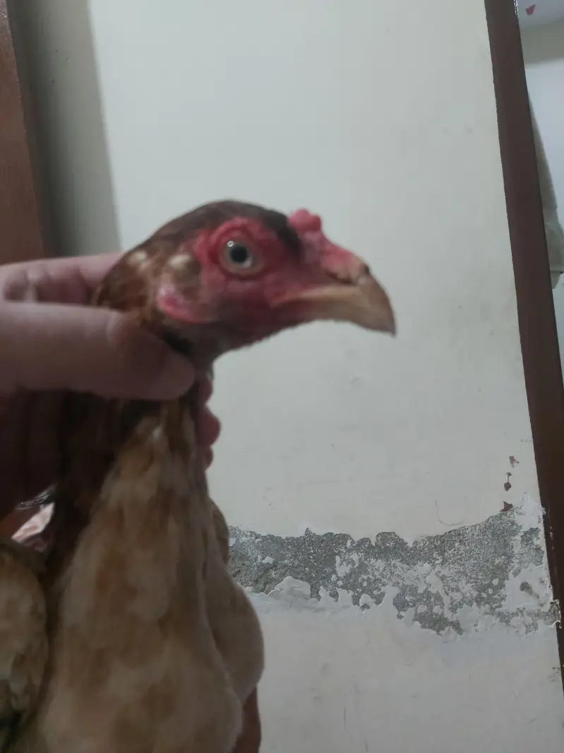 Aseel Hen — photo 3