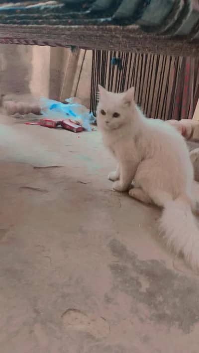 parsian