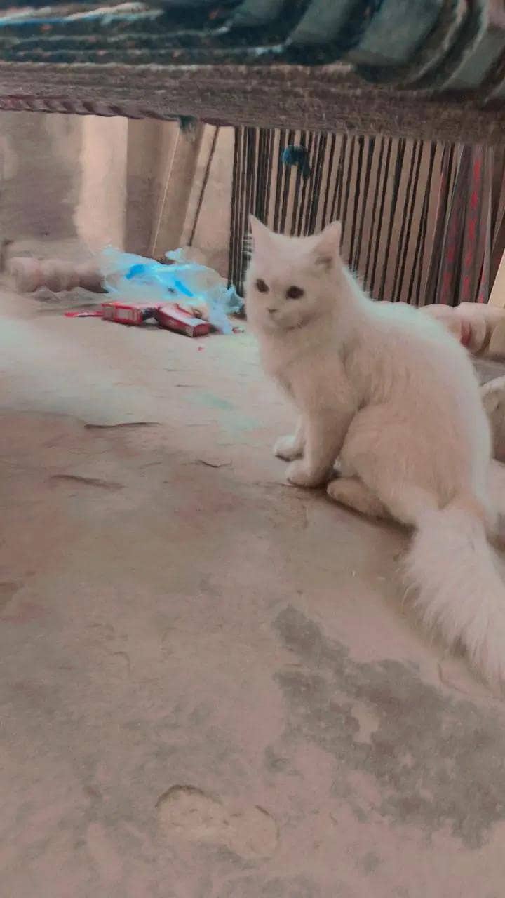 parsian 0