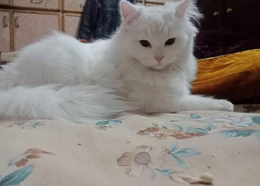 parsian 2