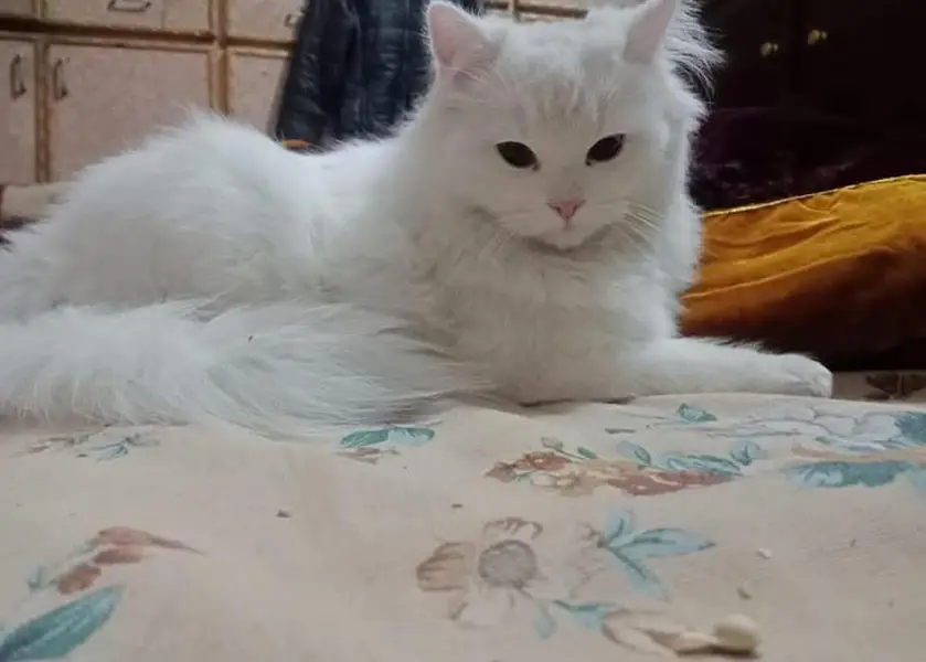 parsian — photo 3