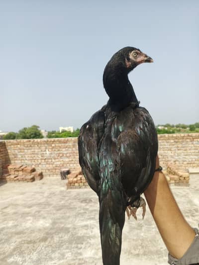 Mushki Madi for sale