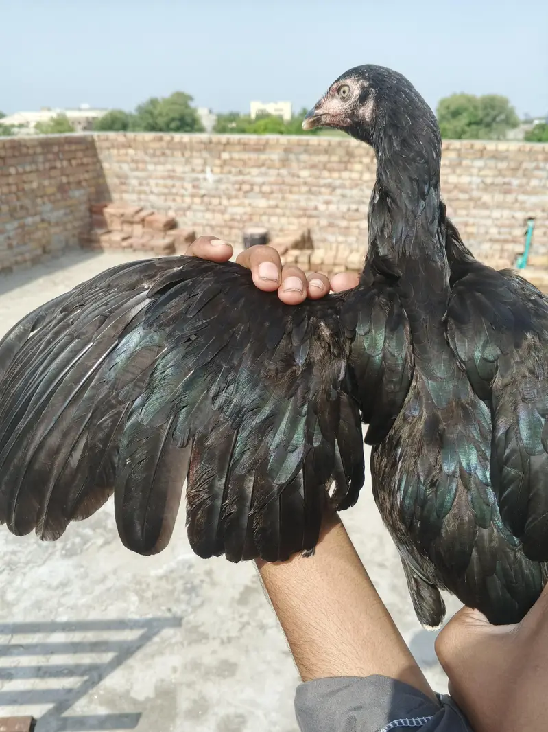 Mushki Madi for sale — photo 3