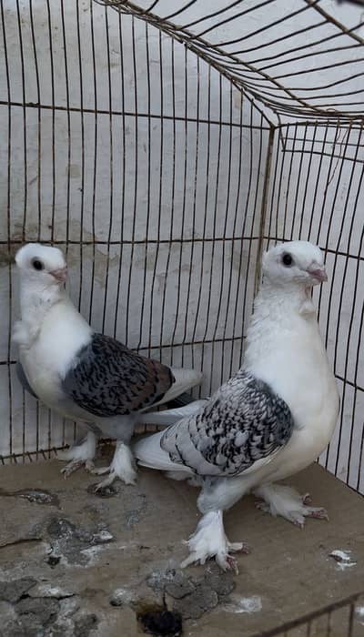 Satinette (Oriental Frill) Breeder female or bacha