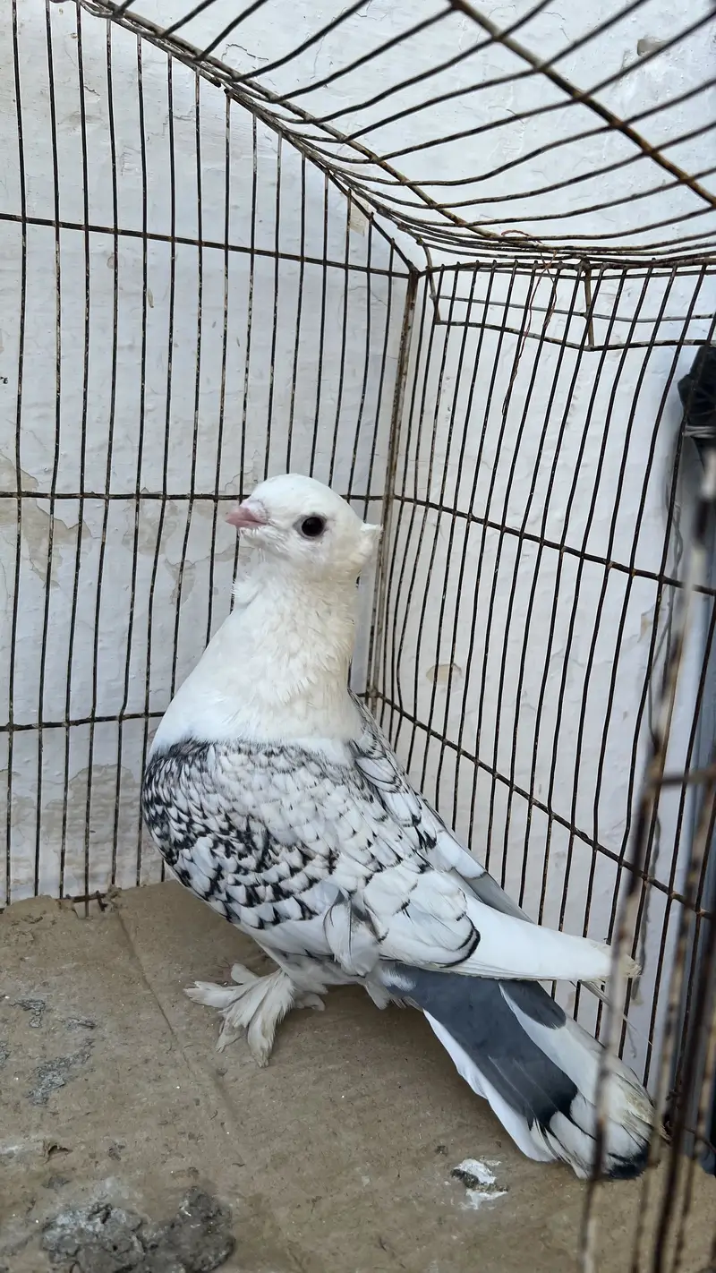 Satinette (Oriental Frill) Breeder female or bacha — photo 2