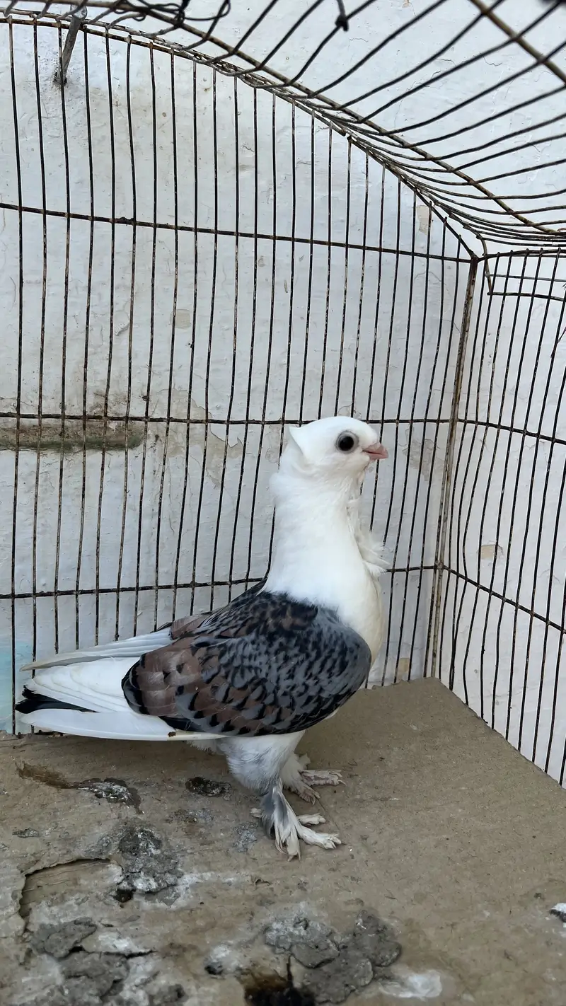 Satinette (Oriental Frill) Breeder female or bacha — photo 3