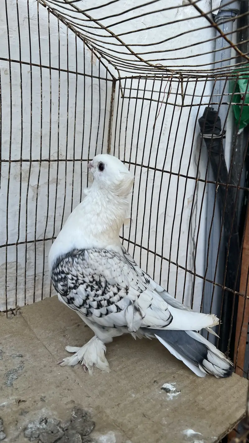 Satinette (Oriental Frill) Breeder female or bacha — photo 4