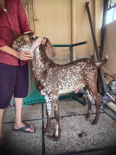 pure makhi china donda Bakra for sale