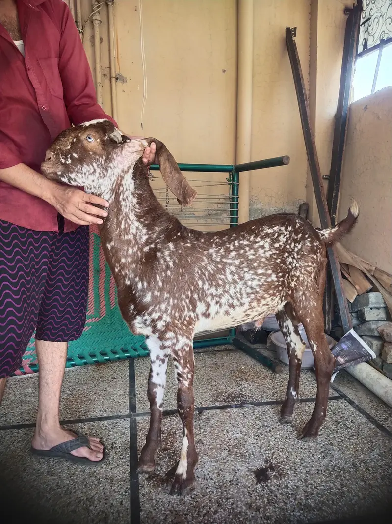 pure makhi china donda Bakra for sale — photo 2