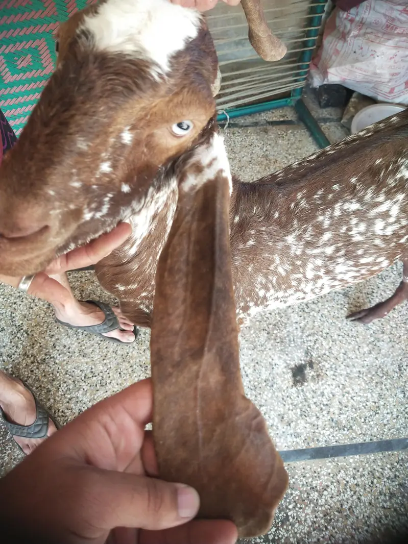 pure makhi china donda Bakra for sale — photo 3