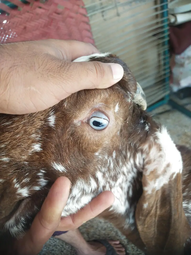 pure makhi china donda Bakra for sale — photo 4