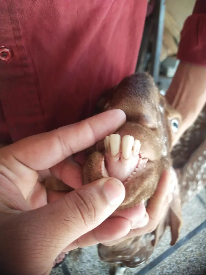 pure makhi china donda Bakra for sale — photo 5